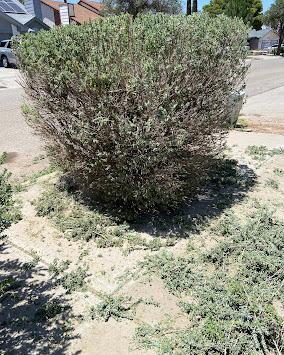 Zamora's Yard Cleanup And Junk Removal Services LLC Image