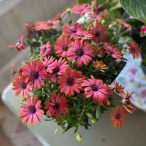 Country Wood Hearts & Lace Image