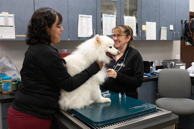 Images VCA Angel Animal Hospital