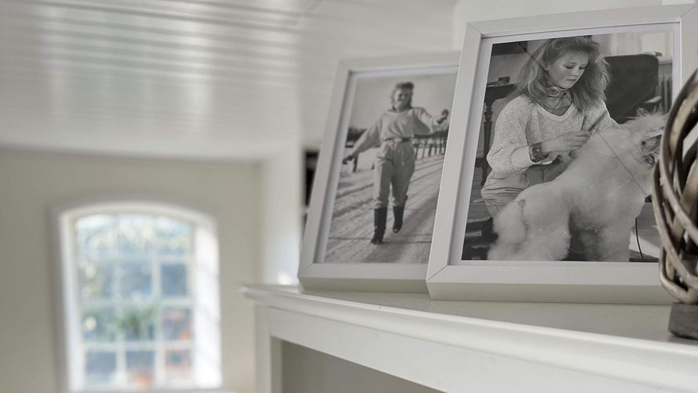 Images Vibes Lille Hundesalon