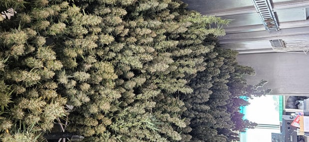 Images The Farm Weed Dispensary - Felton