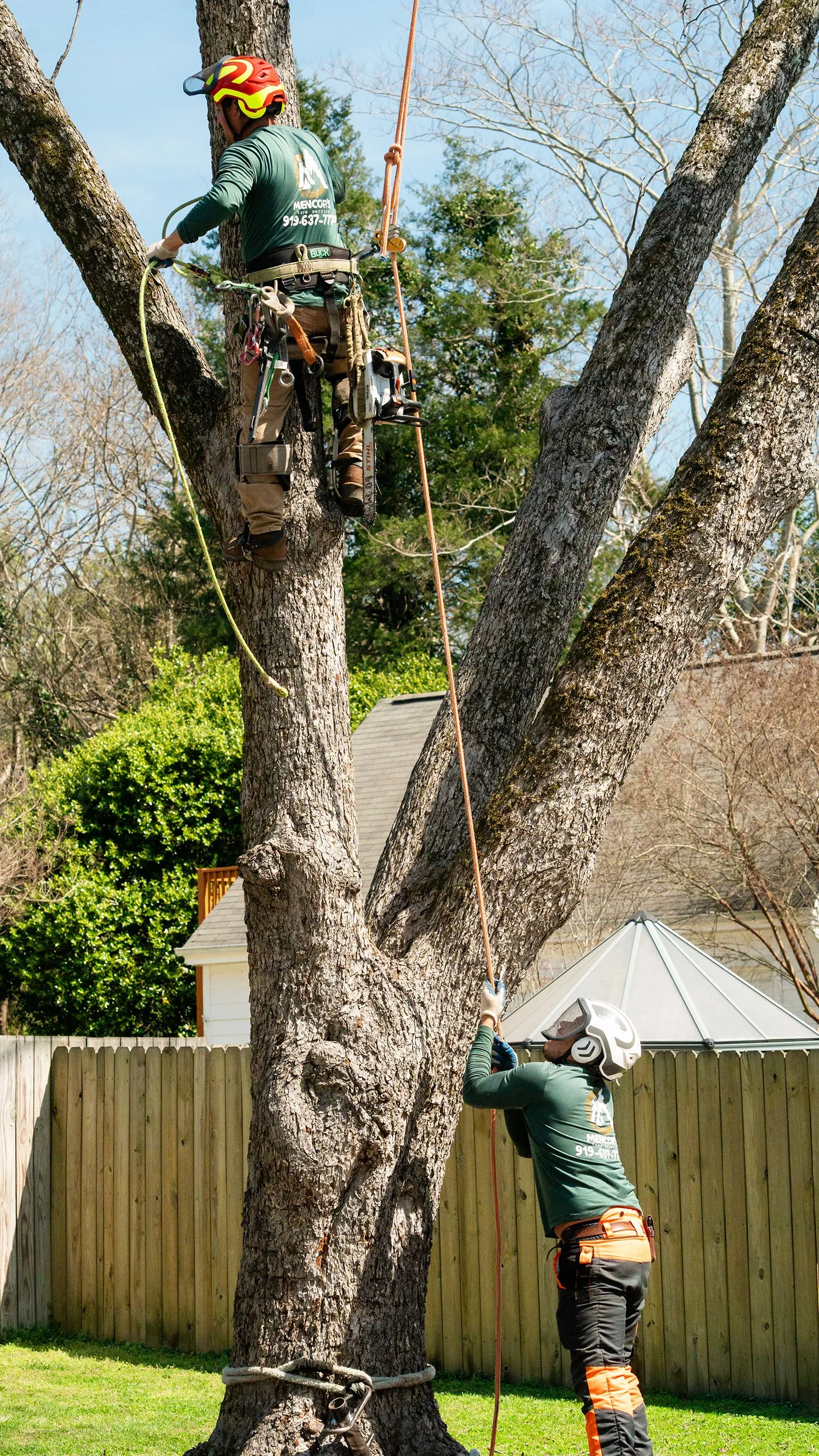 Mencor's Tree Service Image