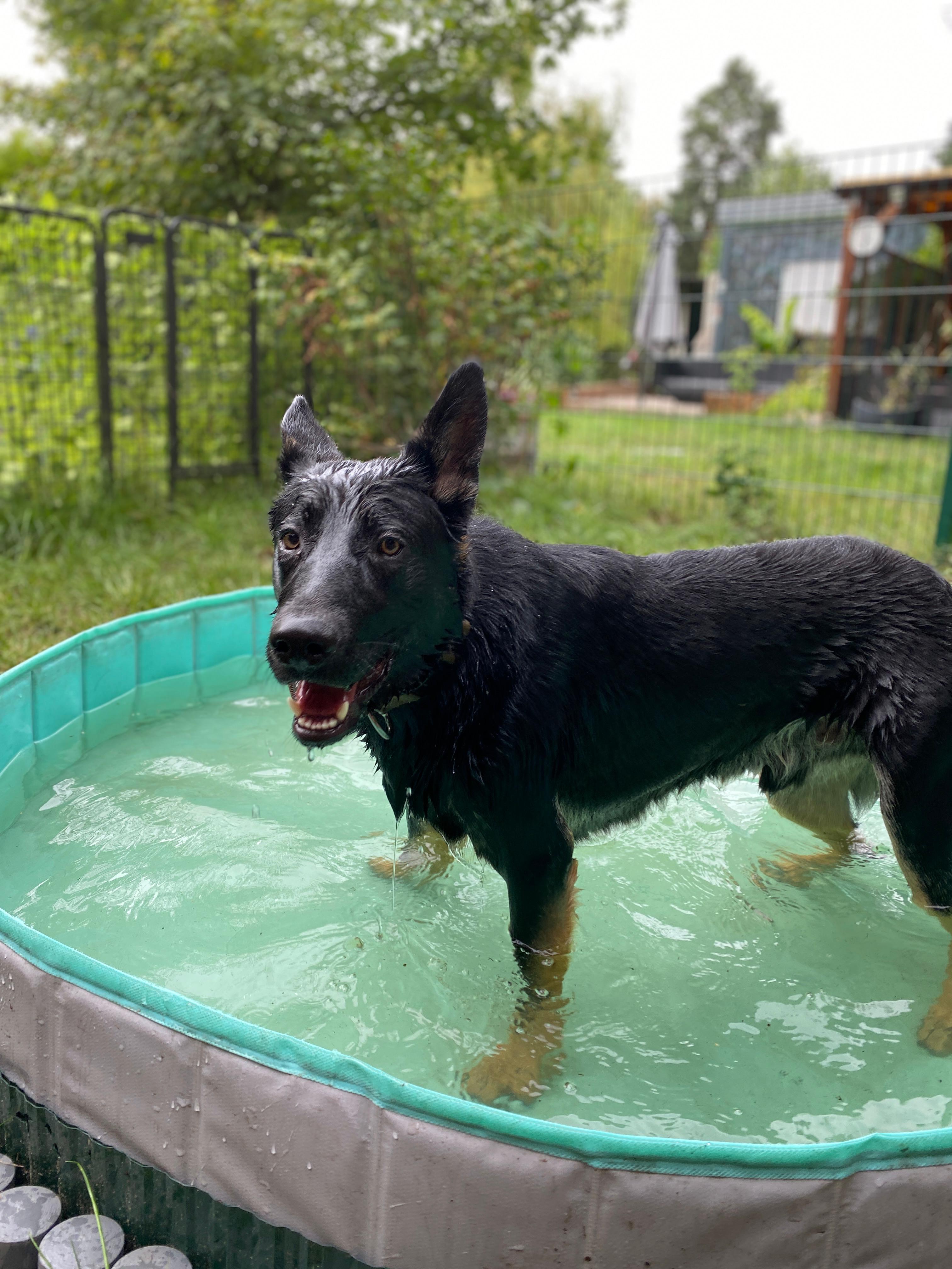Bild 10 Dogcoach Hundezentrum in Berlin