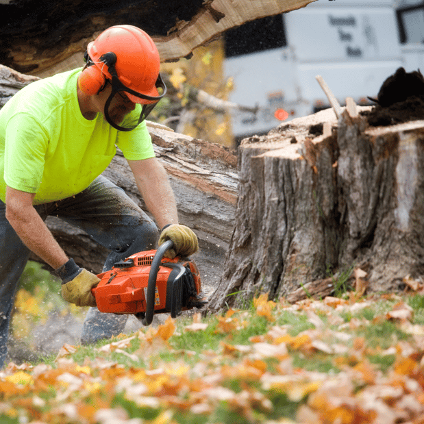 Images Lopez Tree Services and Landscaping