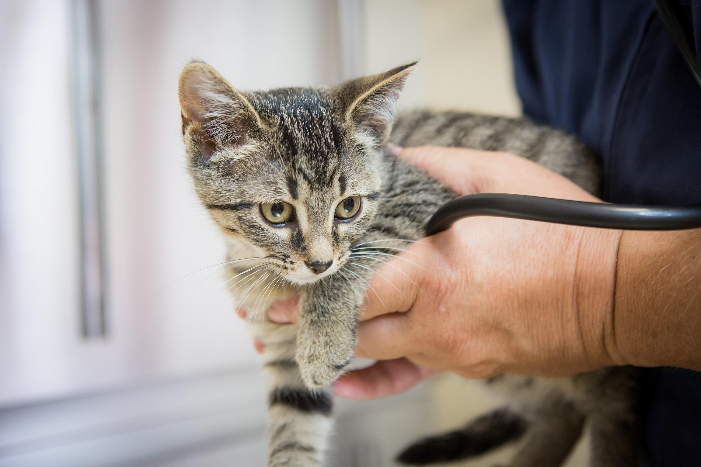 You can trust that your pet is in good hands at Skinner Animal Clinic! Our doctors have years of experiencing caring for Wilmington's cats and dogs.