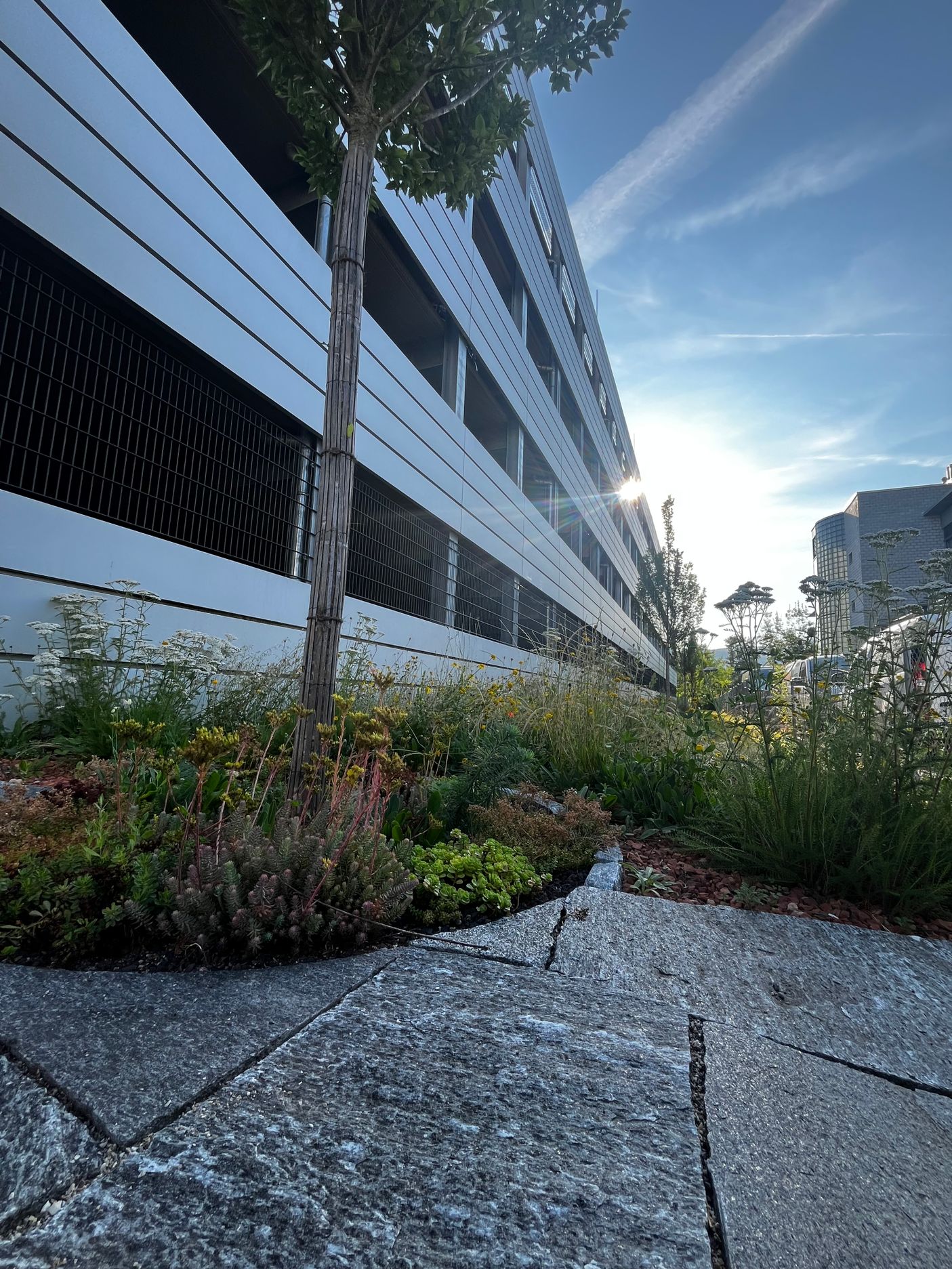 Bilder Schneider Gartengestaltung AG