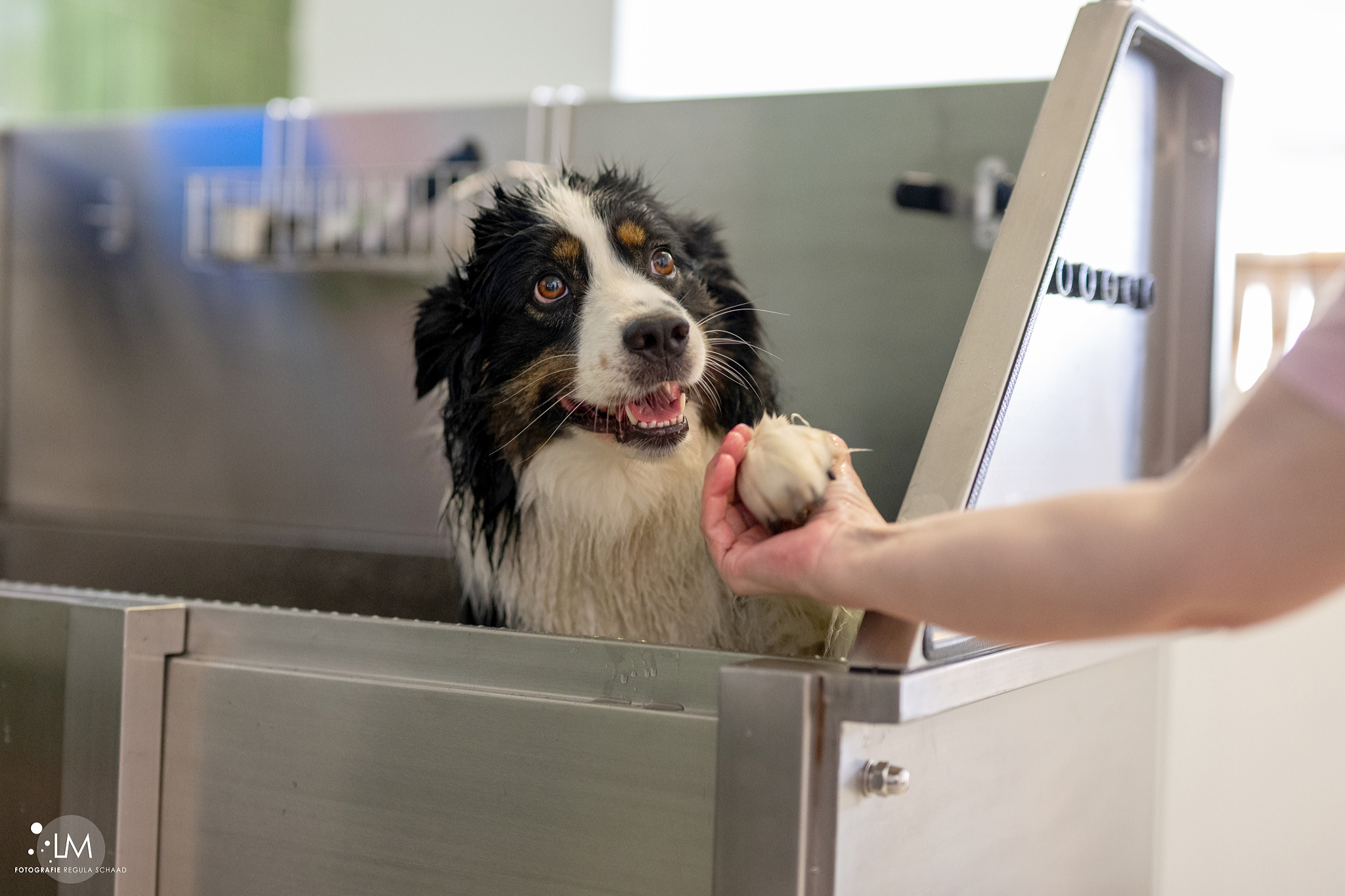 Bilder Lina, Hundert Prozent wau, Gesundheit, Training und Unterstützung für Hunde und ihre Menschen, Sandra Egli