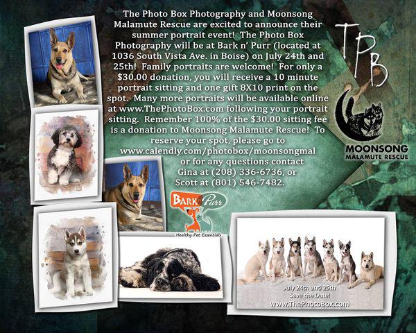 Image of Local Pet Event Pet Portrait Event benefitting Moonsong Malamute Rescue Nearby