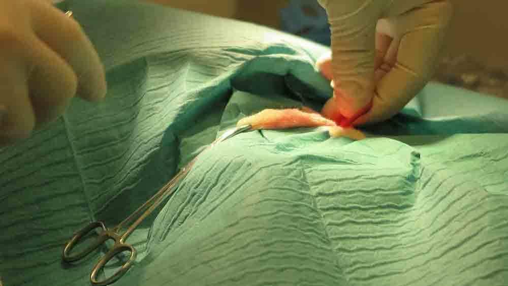 Images Store Heddinge Dyrehospital