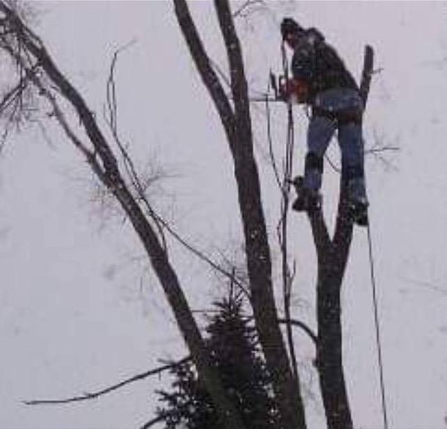 Images Andy's Tree Service