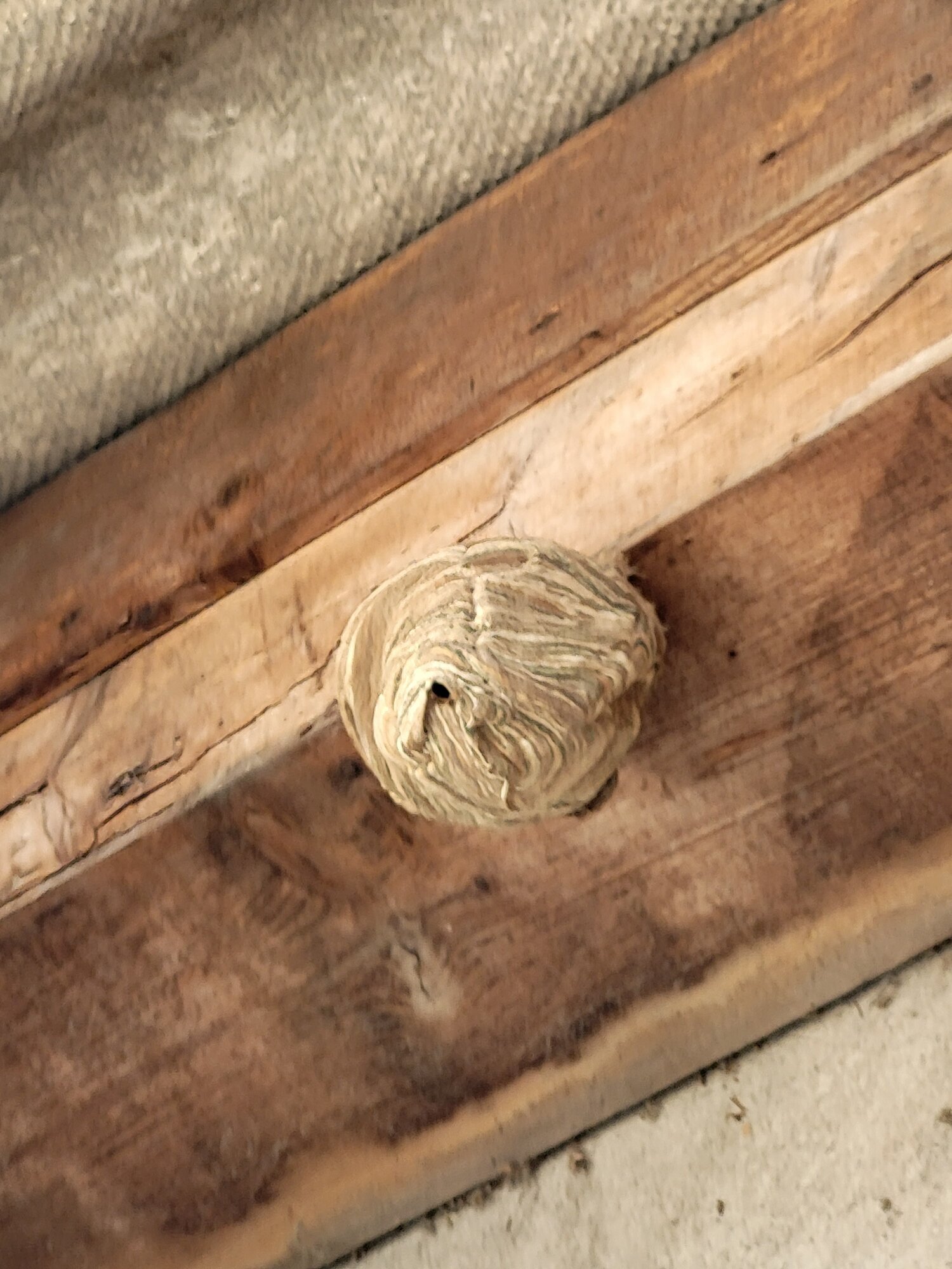 Images CLG Nuisibles-Guêpes-Frelons