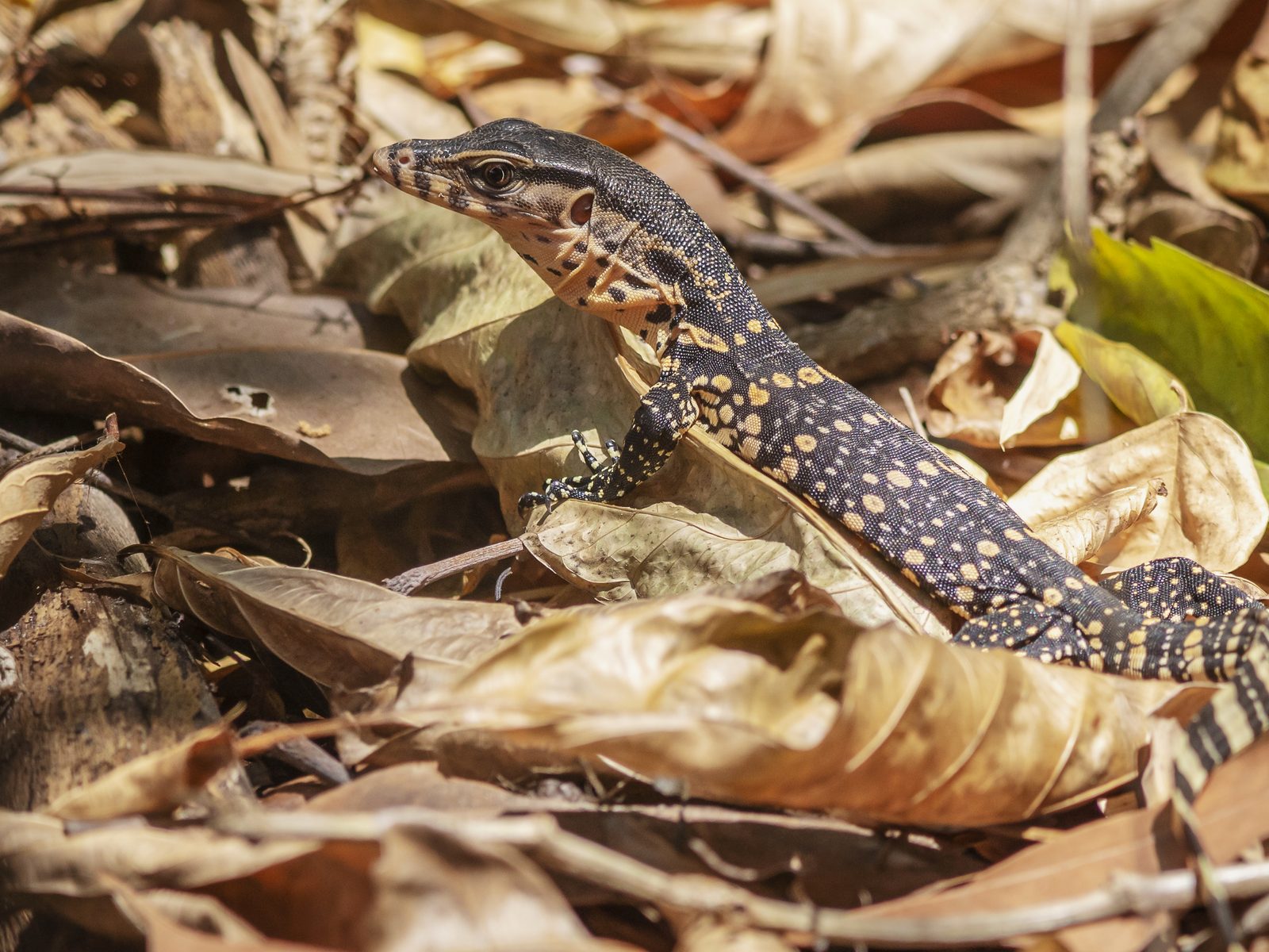Variety Pest and Wildlife