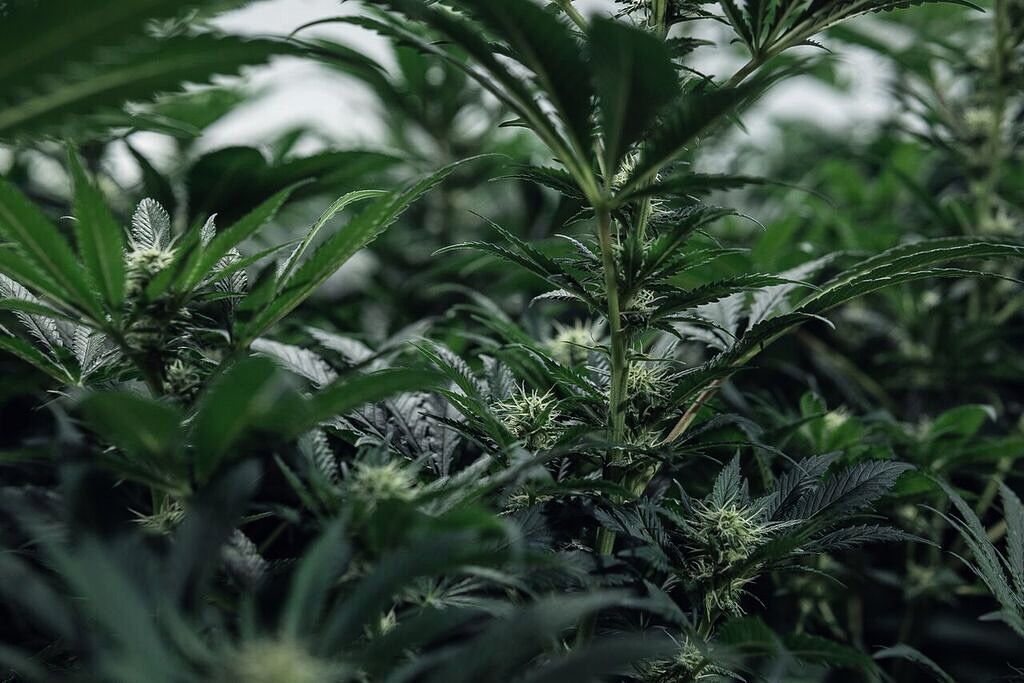 Sensimilla Affoltern am Albis, Zürichstrasse 67 in Affoltern am Albis