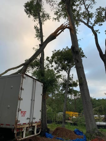 Images A Cut Above Tree Experts