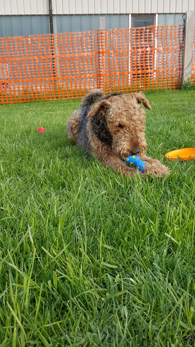 Hundeschule Zürioberland, Ufgäntstrasse 6 in Bubikon