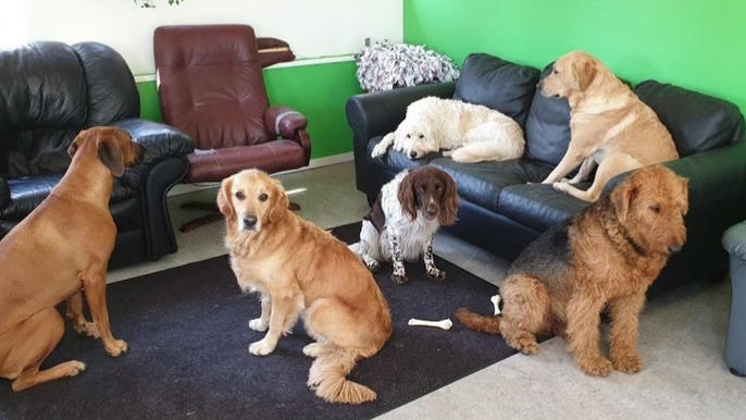 Images Primeras Hunddagis