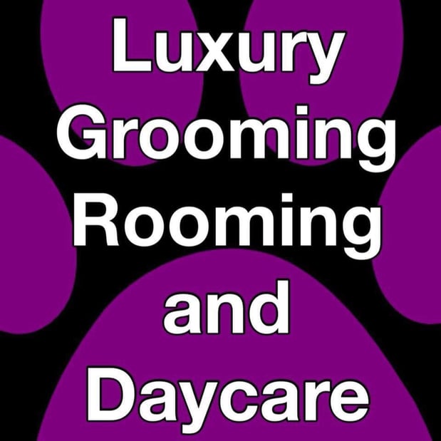 Images Luxury Grooming Rooming and Daycare