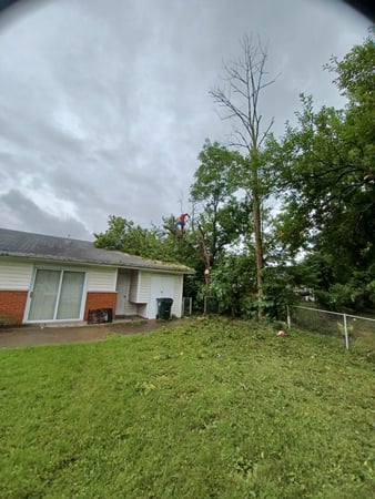 Images Rojas Chops Tree Service LLC