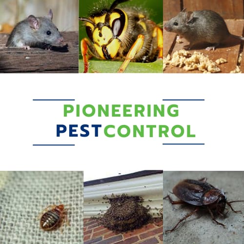 Pioneering Pest Control Ltd - Wisbech, Cambridgeshire PE14 0AA - 07393 675391 | ShowMeLocal.com