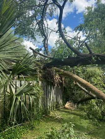 Images Magana Tree Service