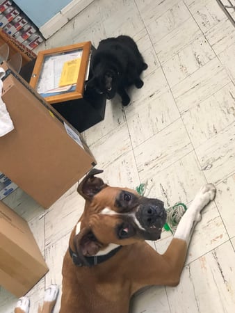 Images Melrose La Brea Animal Hospital