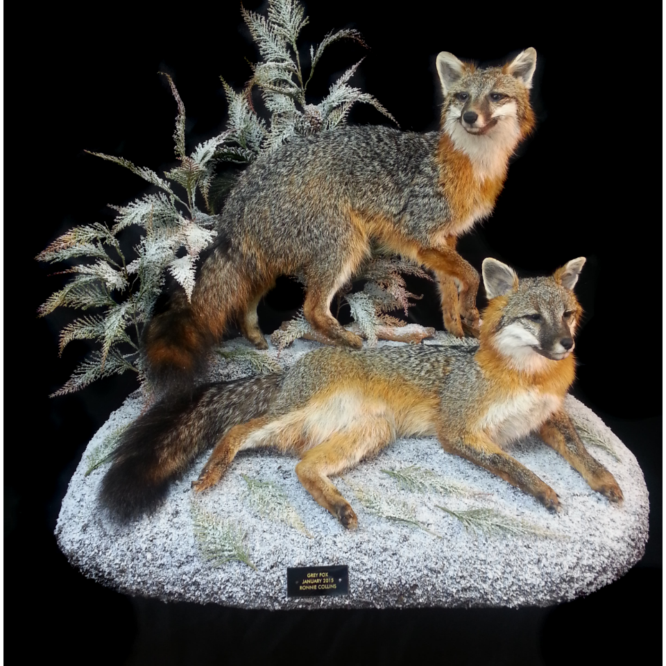Natures Wildlife Artist Studio of Taxidermy