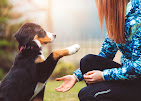 Images Dog Pawpa K9 Connection