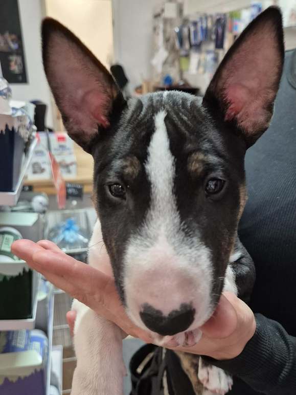 Images Smulan & Josefin