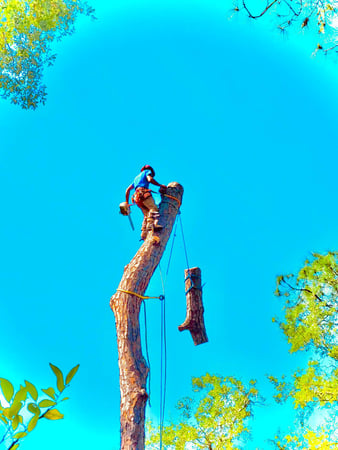 Images Against The Grain Tree Care