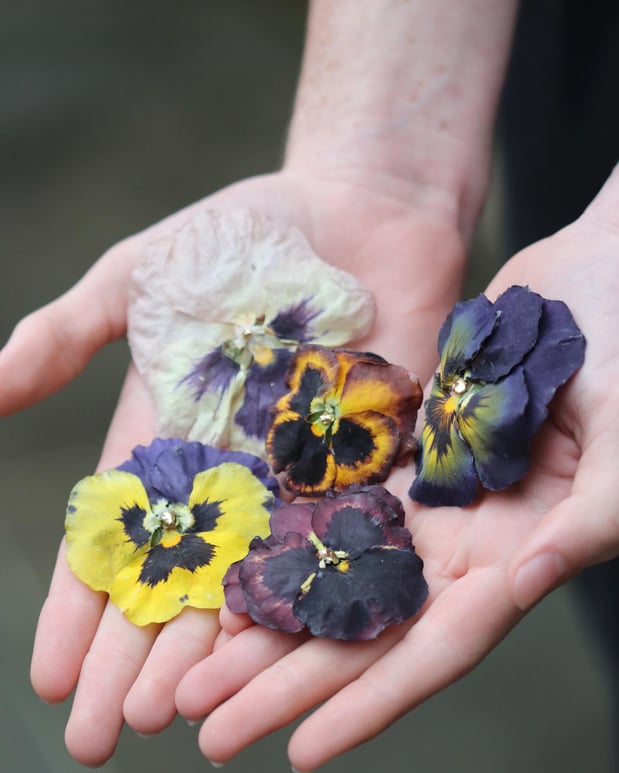 Images Hillary Jackson Designs