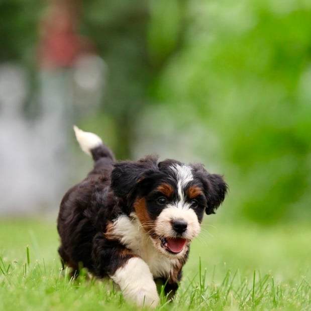 Images Berry Patch Puppies LLC