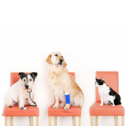Images Pet Care Plus