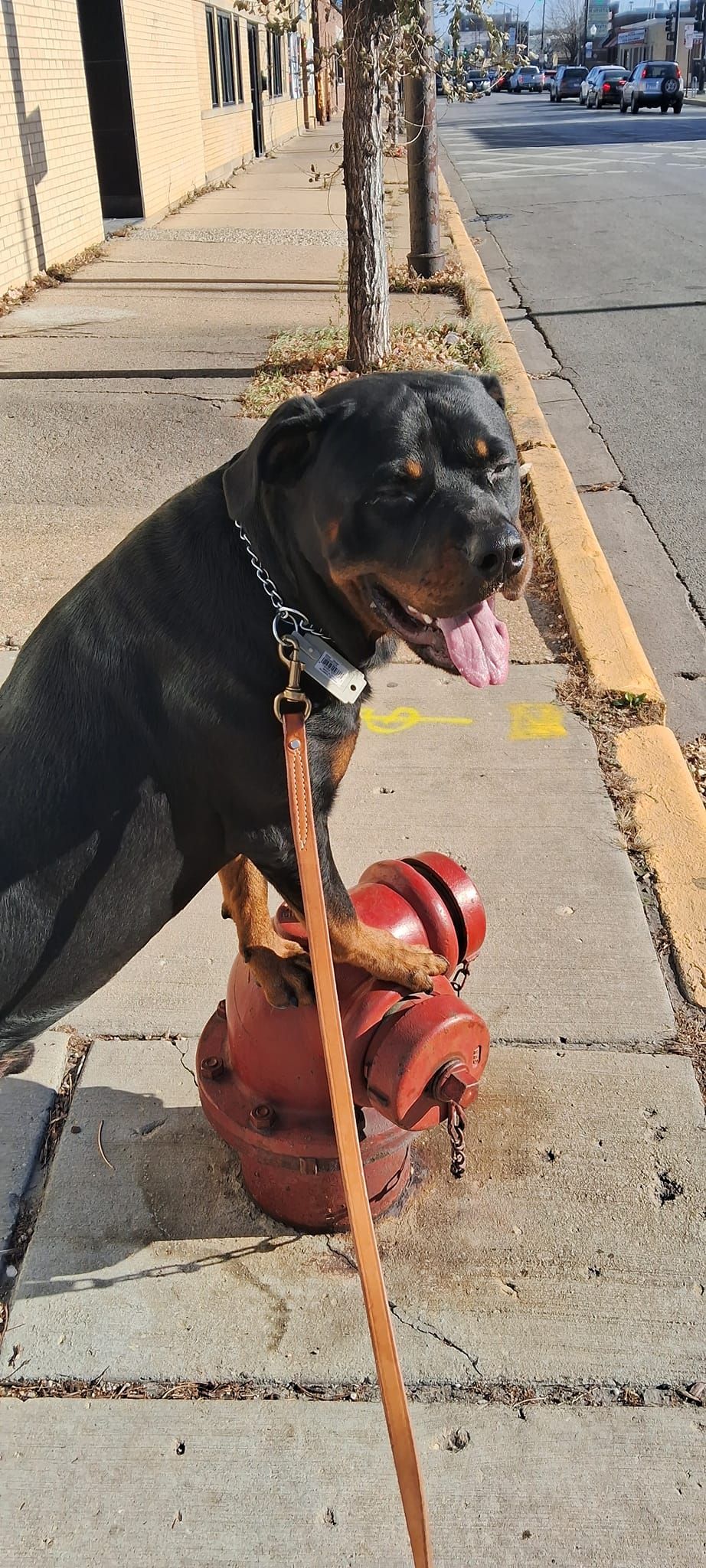 A Rottweiler stands confidently with front paws on a red fire hydrant during a sidewalk walk, leashed and panting happily, demonstrating balance, confidence, and outdoor obedience training in an urban area.