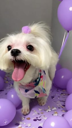 Images Waggin N Swaggin Pet Grooming