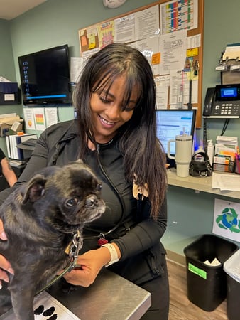 Images Adobe Animal Hospital