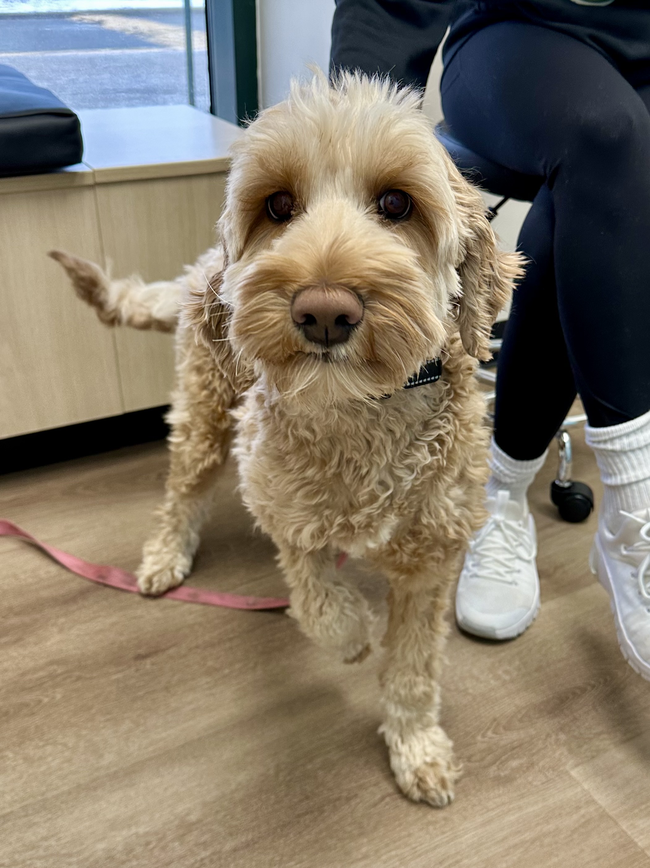 CityVet | Carmel dog client!