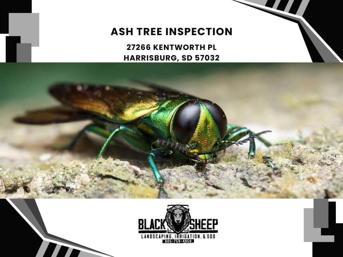 ash tree inspection