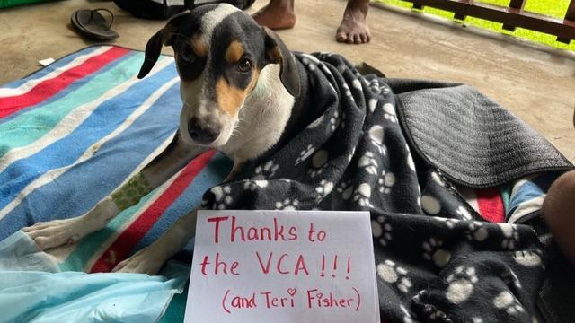 Images VCA Advanced Veterinary Care Center