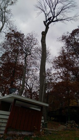Images Tony J. Bricker Tree Service