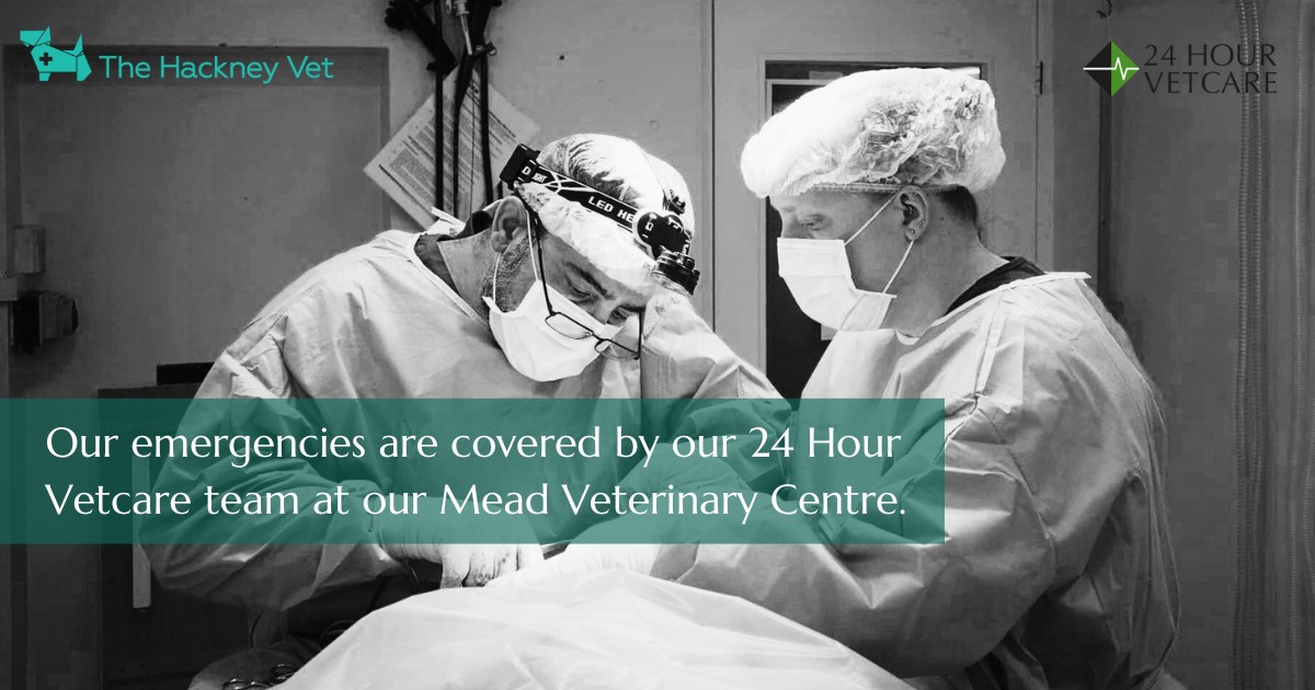 Images The Hackney Vet