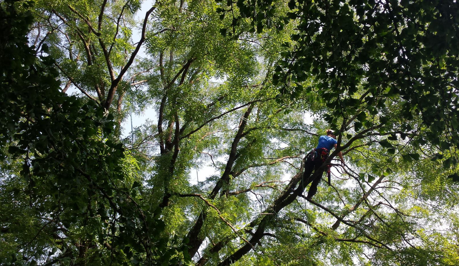 Baumpflege-Gallusser, Bergstrasse 3 in Hinteregg