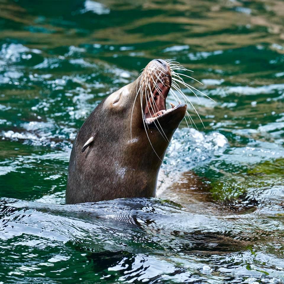 Memphis Zoo Photo