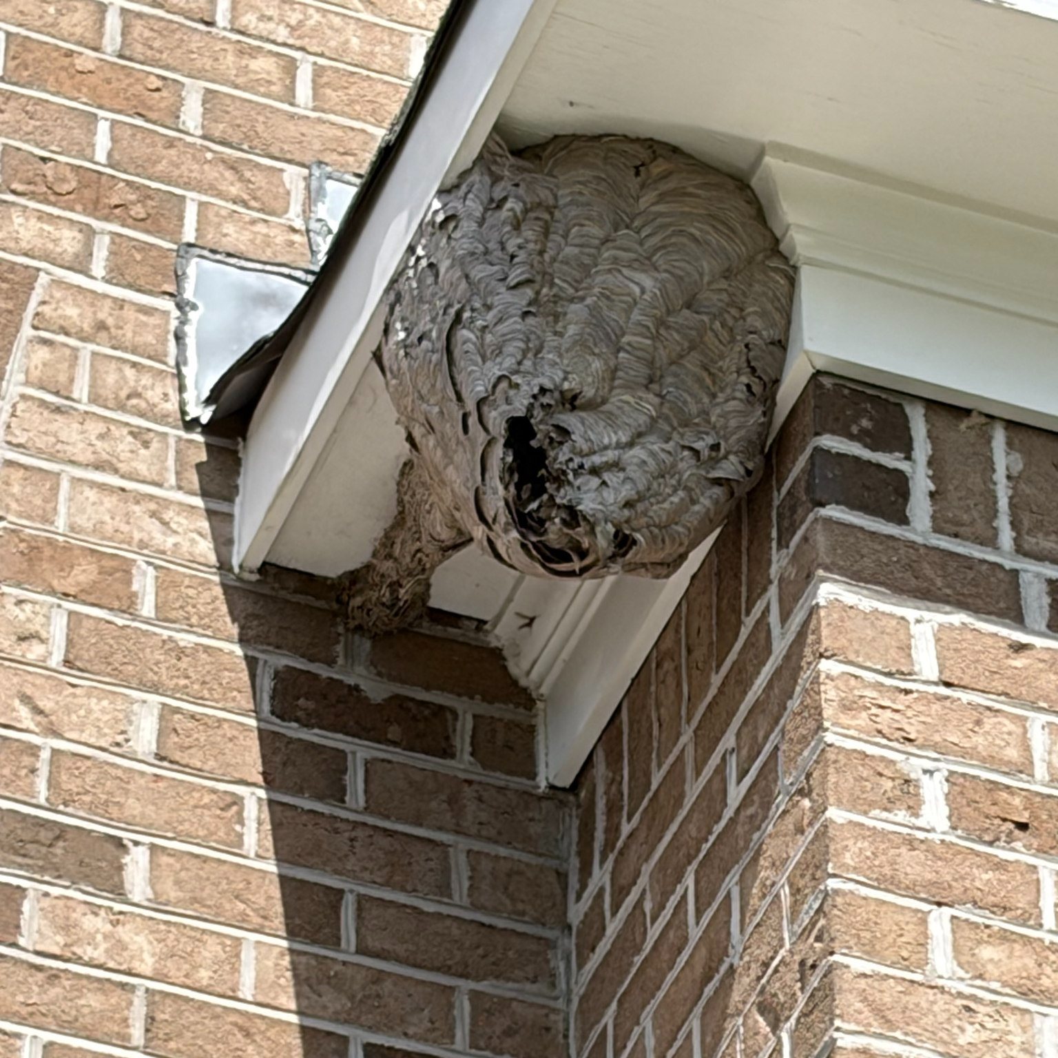 Hornets Nest