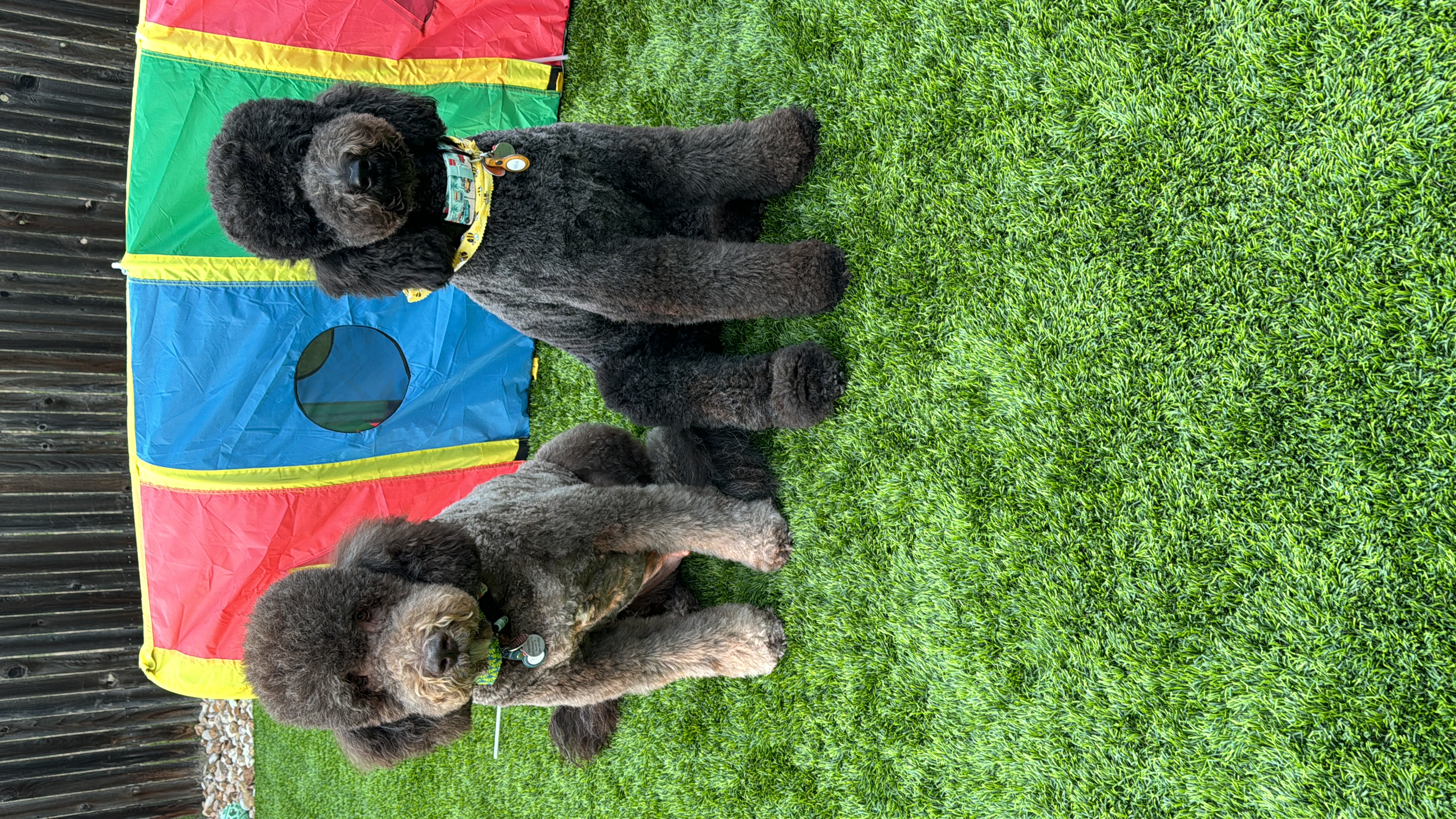 Doodle Me This Kingston and Hamilton LLC Image