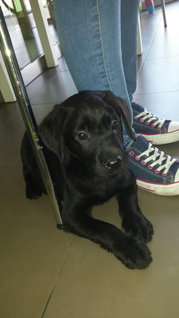 Images Centro Veterinario Y Peluquería Canina Guindalera
