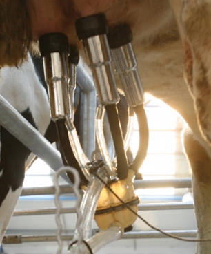 Aubry Sacco Farm SA Vuisternens-devant-Romont, Route de Romont 17 in Vuisternens-Devant-Romont