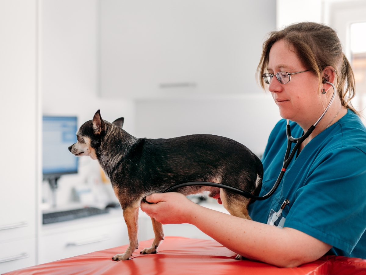 Bilder Tierarzt Vormum Berlin-Mahlsdorf, Tierarztpraxis am Wildrosengehölz