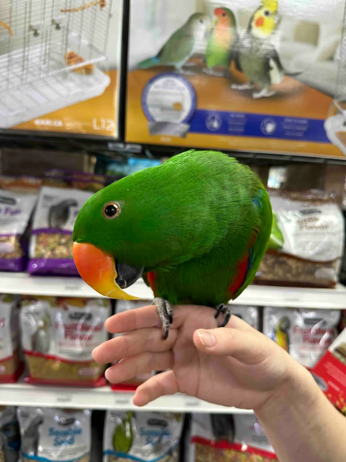 Image of Local Pet Event Exotic Baby Birds! Nearby
