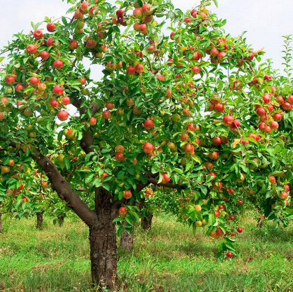 Sa.Ma Frutta