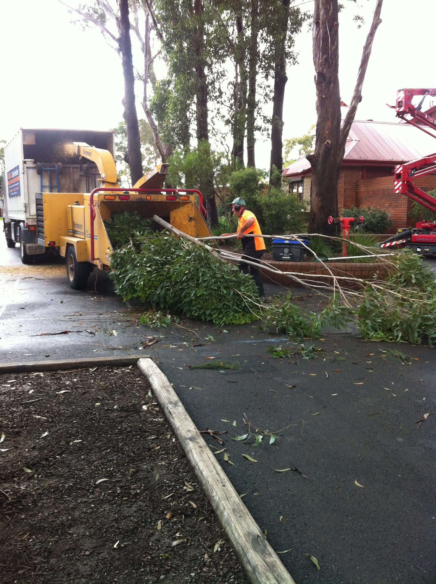Images Above All Tree Services